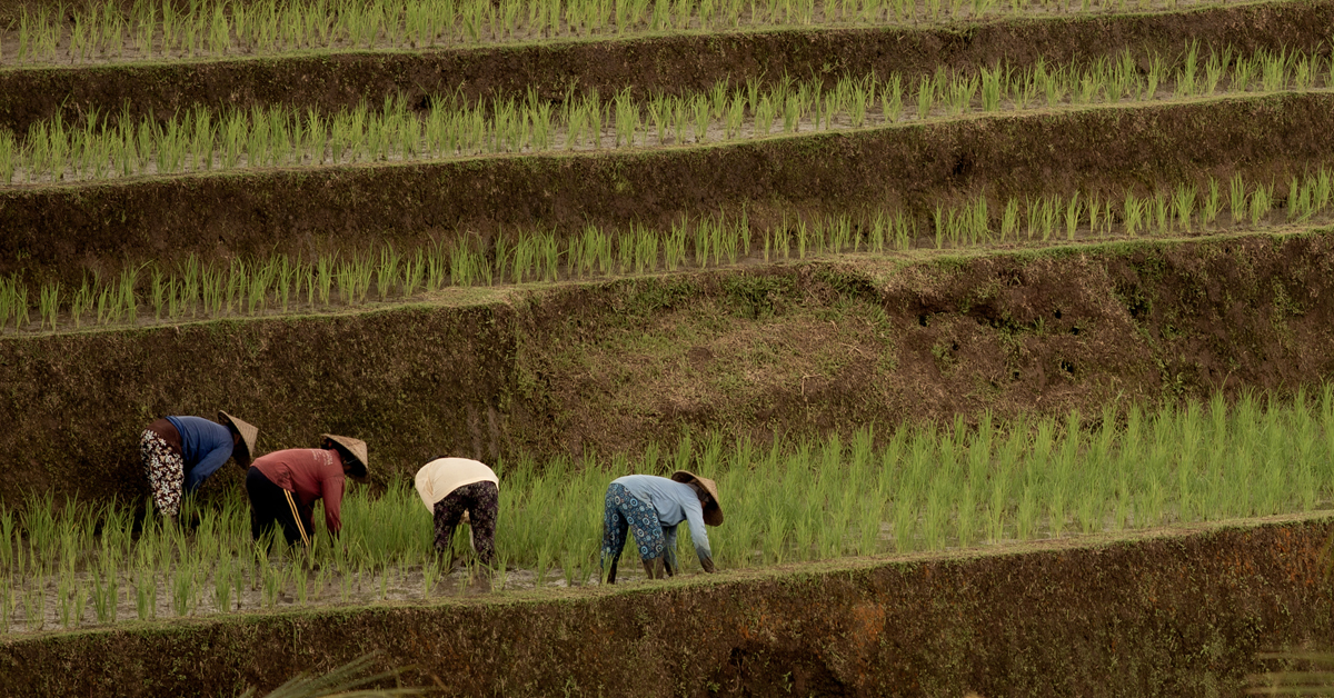 Over 68 Of Farmers In SE Asia S Biggest Crop Producing Countries Claim   Untitled 1 56 